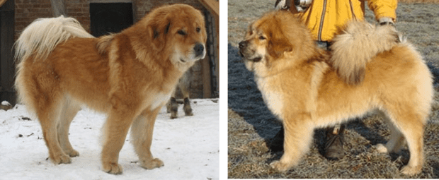 what color are bhotia dogs