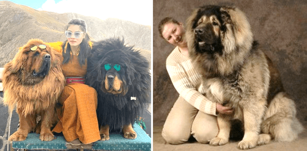 are tibetan mastiffs real