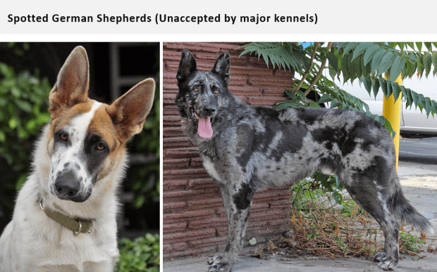 merle german shepherd