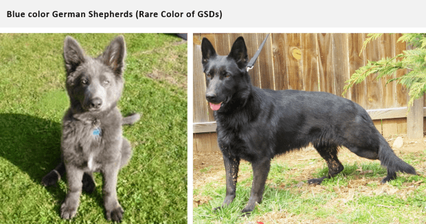 german shepherd puppy colors