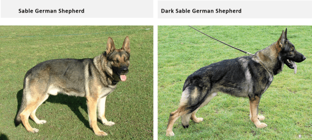 do german shepherd puppies change color