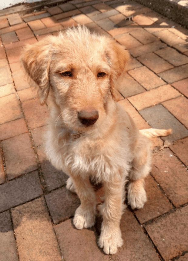 does a double doodle shed