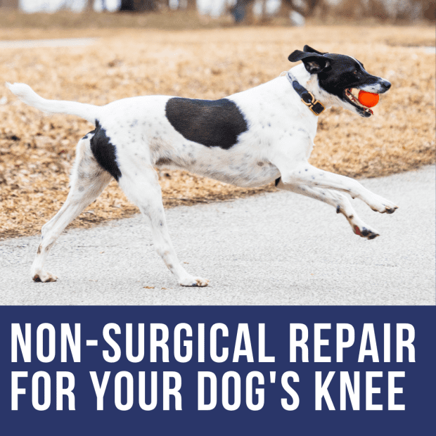 do you need to fix your dogs acl