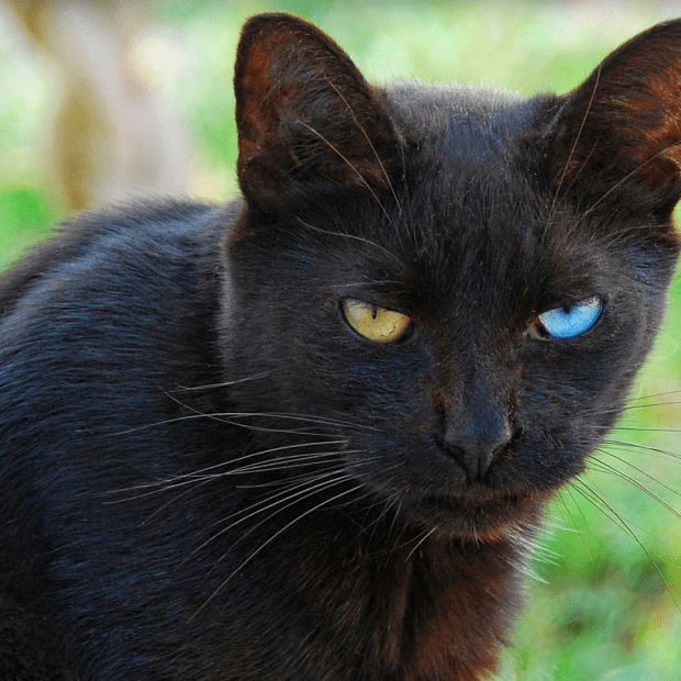 heterochromia eyes cat