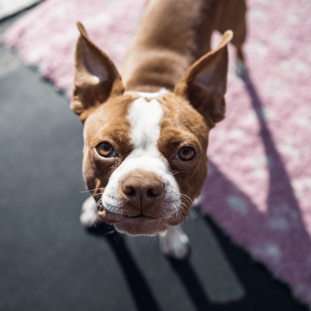 what color are boston terriers eyes
