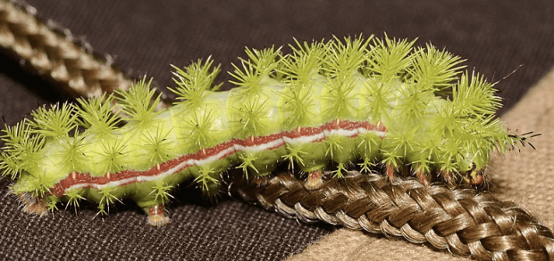 Stinging Caterpillars That Can Hurt Your Dog Or Cat Pethelpful