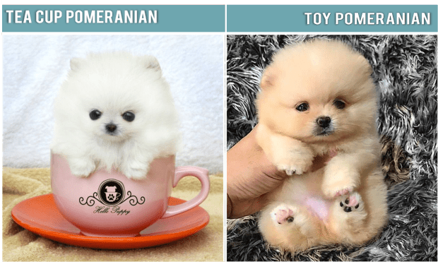 toy pom breed