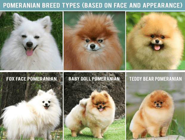 Details about   Pomeranian puppy 
