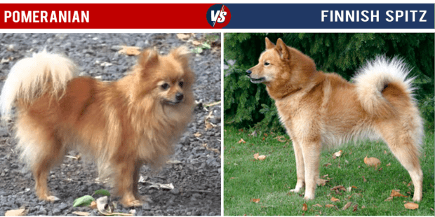 medium sized pomeranian