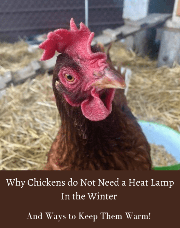 Your Ens Do Not Need A Heat Lamp, Are Heat Lamps Safe To Leave On All Night