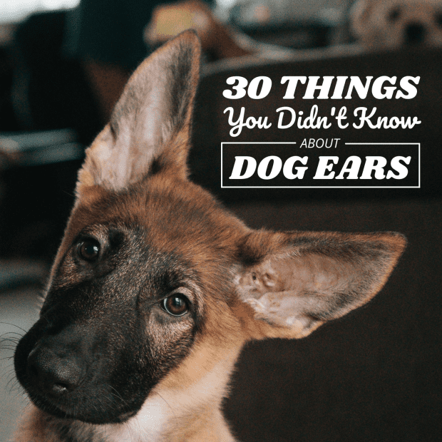 do dogs have control of their ears