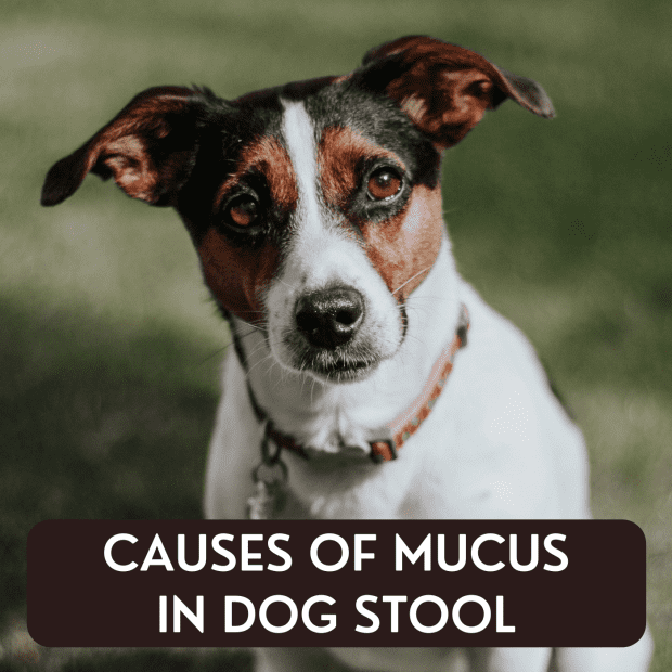 15 Causes Of Mucus In A Dog S Stool, Is Black Stool Good For Dogs With Diarrhea