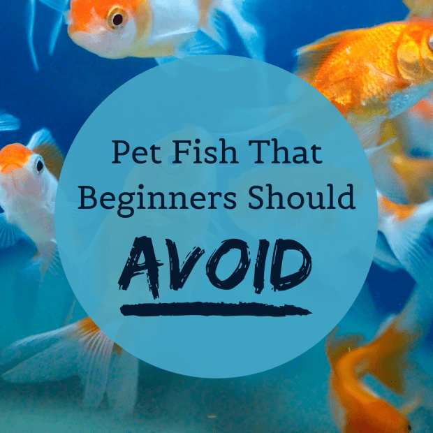 best fish for pet for beginners