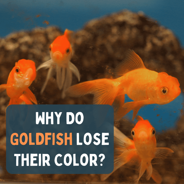 gold fish colors