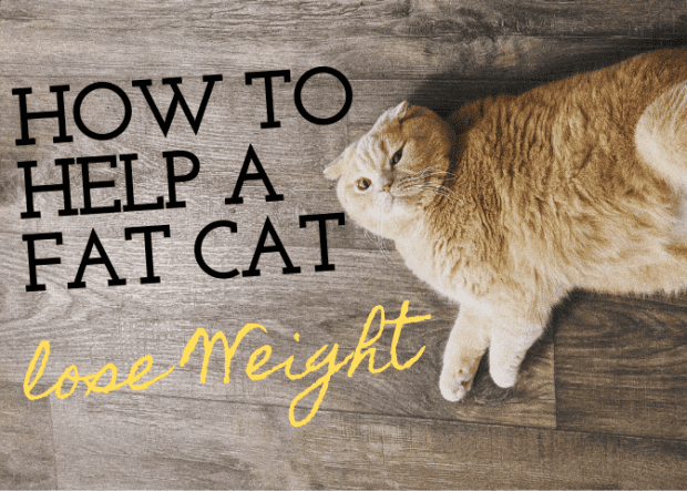 best cat food for indoor cats to lose weight