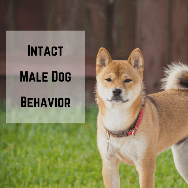 what is the male dog called