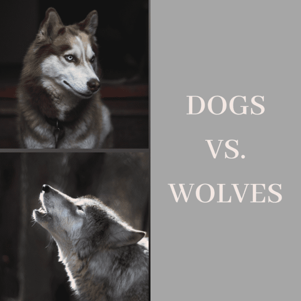 how are wolves different from dogs