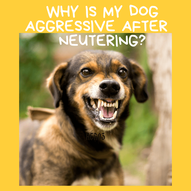 does neutering your dog help with aggression