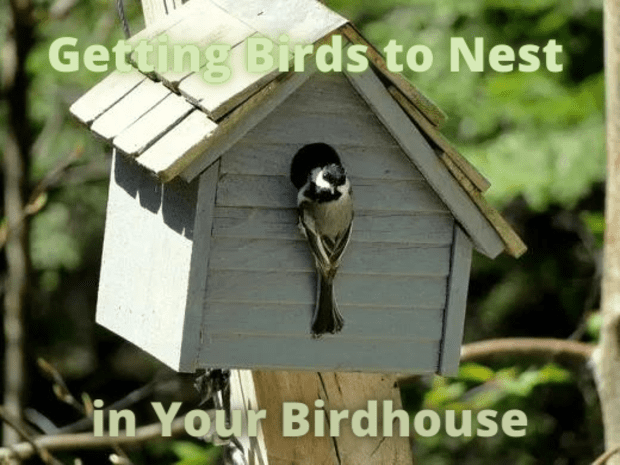 How To Get Birds Nest In Your Birdhouse Dengarden - What Is The Best Color To Paint A Birdhouse Attract Birds