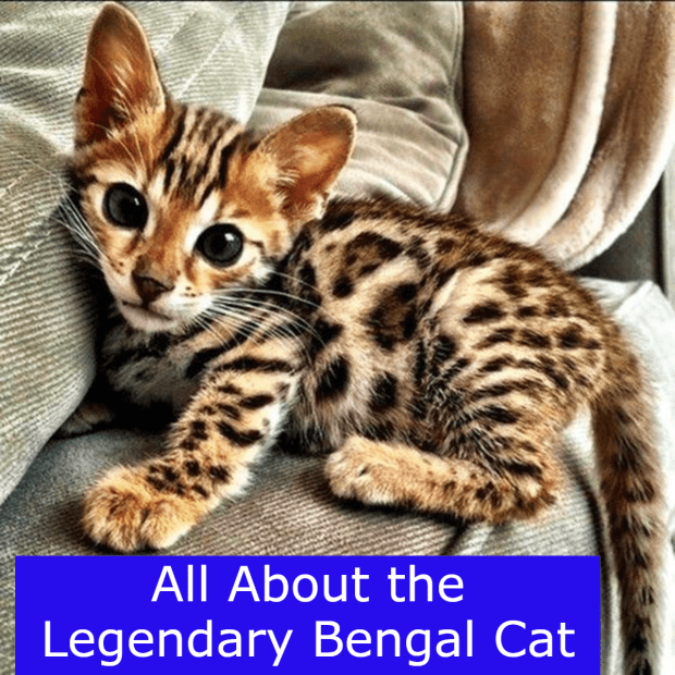 [Slika: the-legendary-bengal-cats.png]