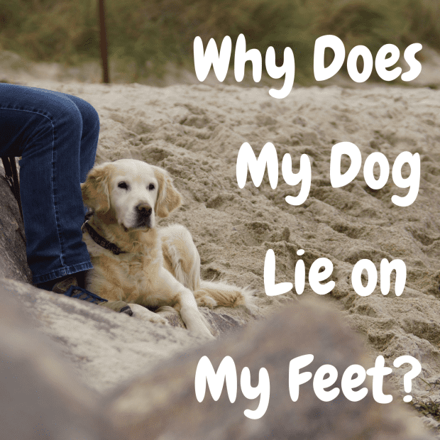 Why Does My Dog Sleep With His Feet In The Air