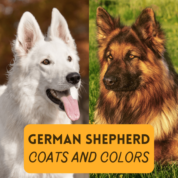are black sable german shepherds rare