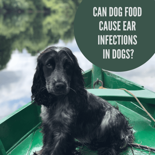 dog ear infections and food allergies