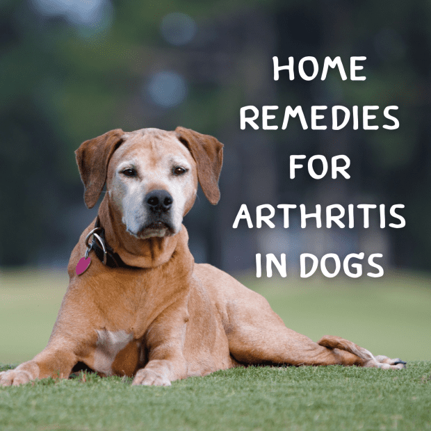 how to help a dog with arthritis walk