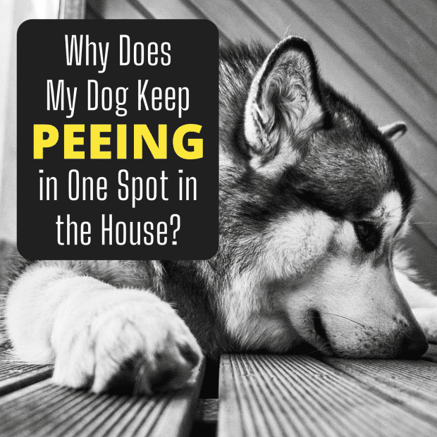 why does my dog pee in the house after going outside