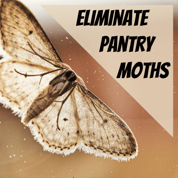 How To Get Rid Of Pantry Moths In Your House For Good Dengarden How To Get Rid Of Pantry Moths In Your, How Do You Get Rid Of Moths In Kitchen Cupboards