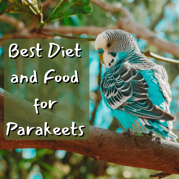 best parakeet pellet food