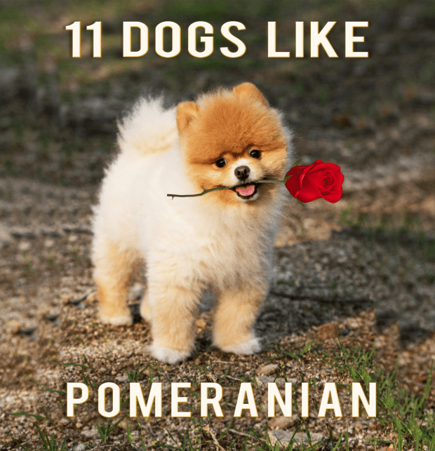 small dogs like pomeranians