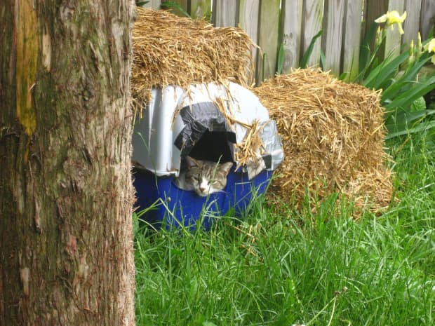 straw bedding for cats