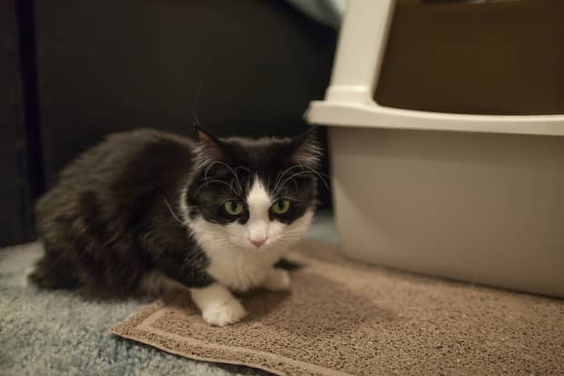 cat started peeing on bathroom rug