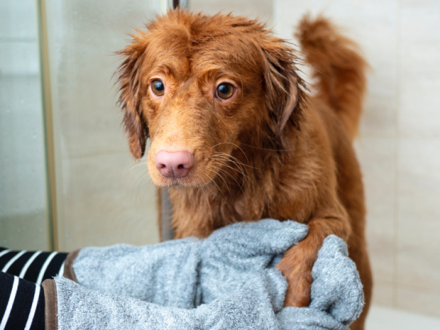 5 Gentle Methods to Warm Your Shivering Dog After a Bath