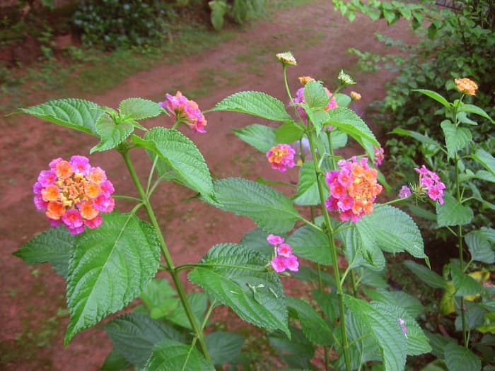 Beautiful lantana flowers. Photo in public domain.