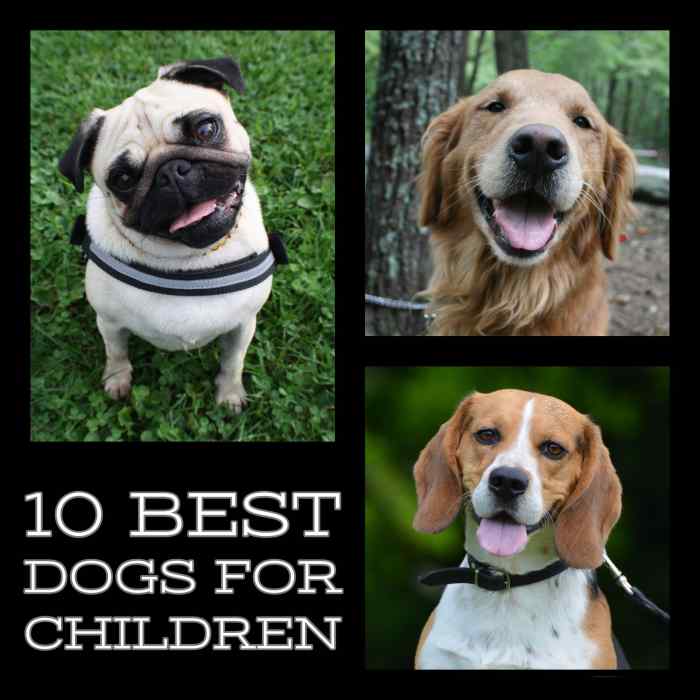 The Top 10 Best Dogs for Children PetHelpful