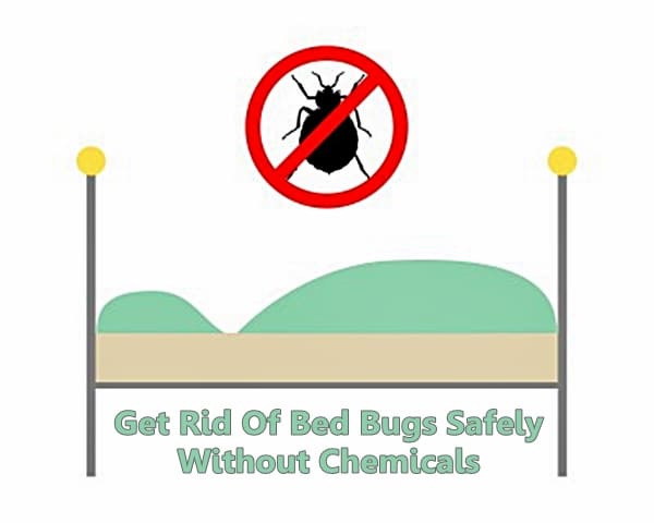 How To Kill Bed Bugs Without Chemicals Or Pesticides - Dengarden