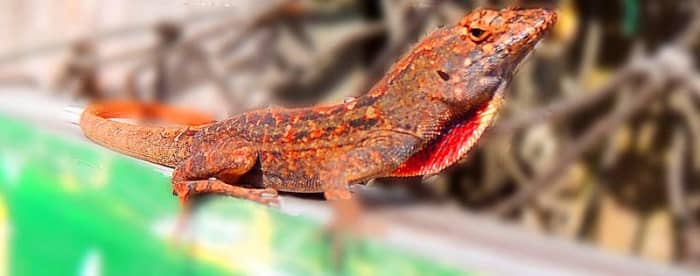 Die schöne männliche Anole-Eidechse beißt!