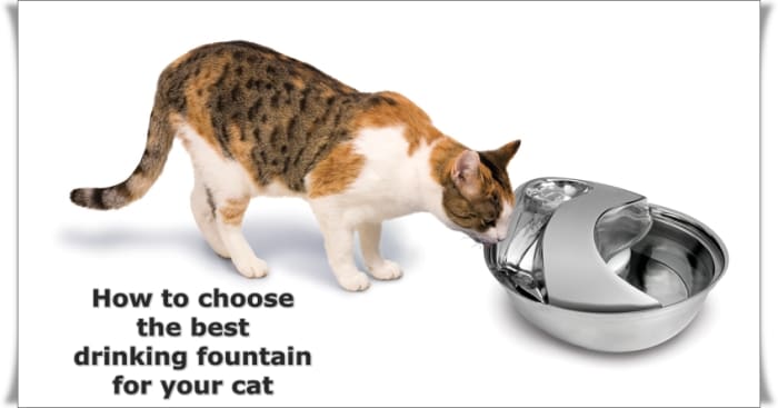 Continuously filtered water in a pet fountain is healthy and encourages you cat to drink.