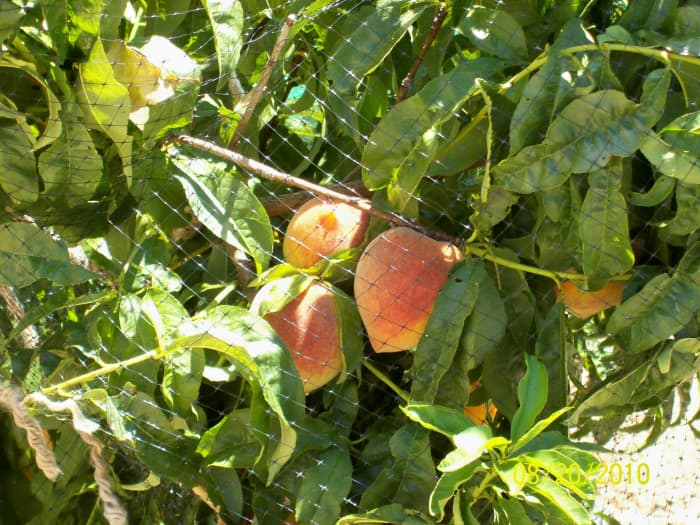 Netting helps keep the birds from enjoying your peaches too much. But I have found that putting tin foil twists on the branches to scare away winged friends works well too.