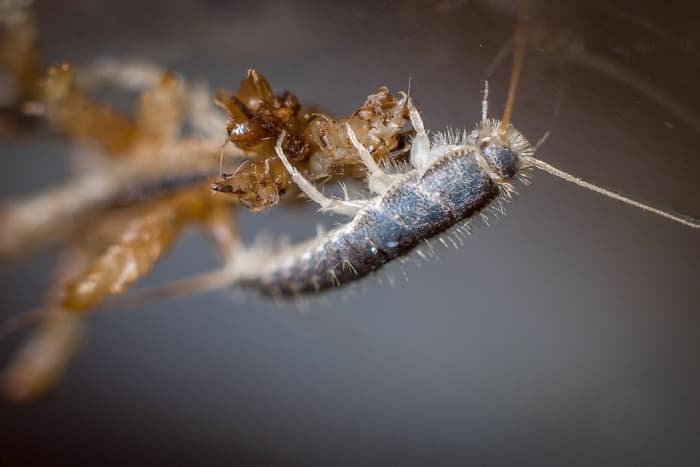 Silverfish Features, Life Cycle, Effects, and Pest Control ...