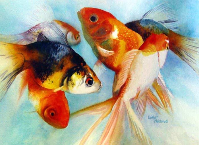 Goldfish Varieties: A Brief Look At 15 Popular Types - PetHelpful