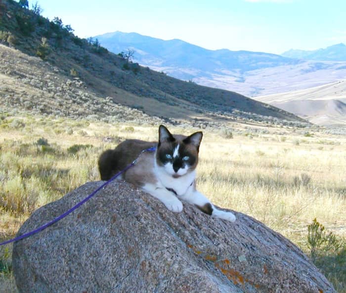 Keep your cat or dog on a leash at all times. Our cat loves the great outdoors, but has been trained to wear a harness and leash for his own safety.