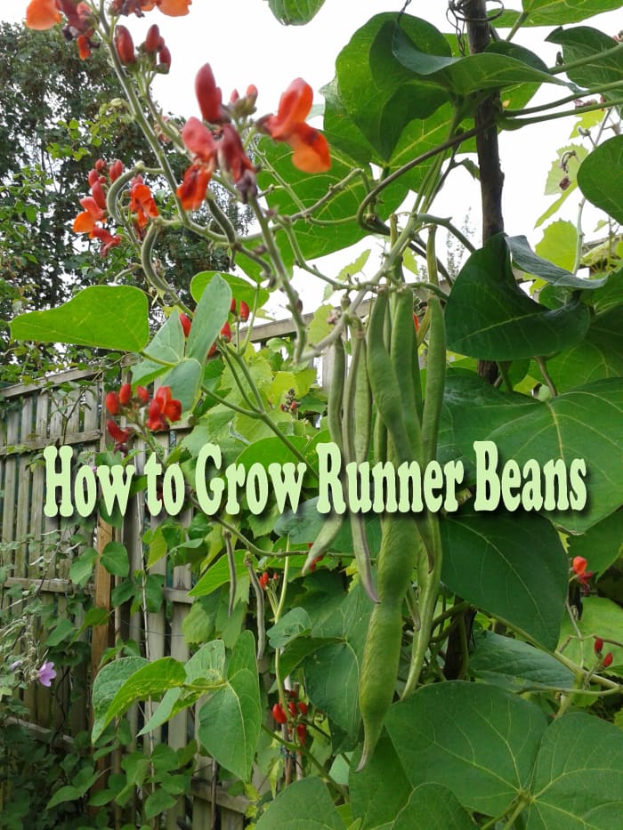 How To Grow Runner Beans - Dengarden