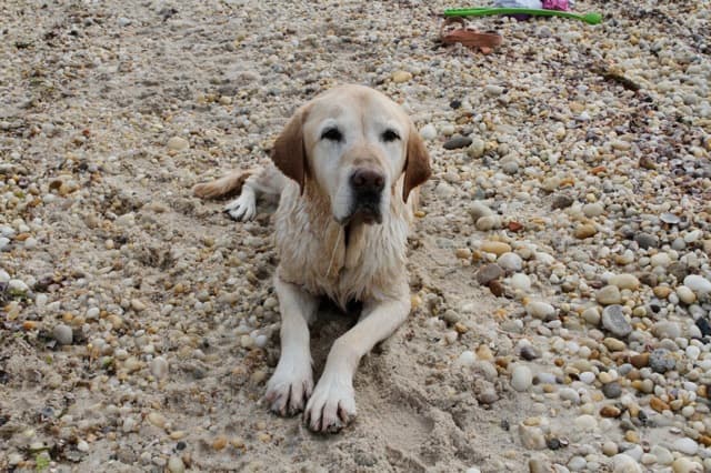 My dog Sonny survived laryngeal paralysis, but it wasn't easy.
