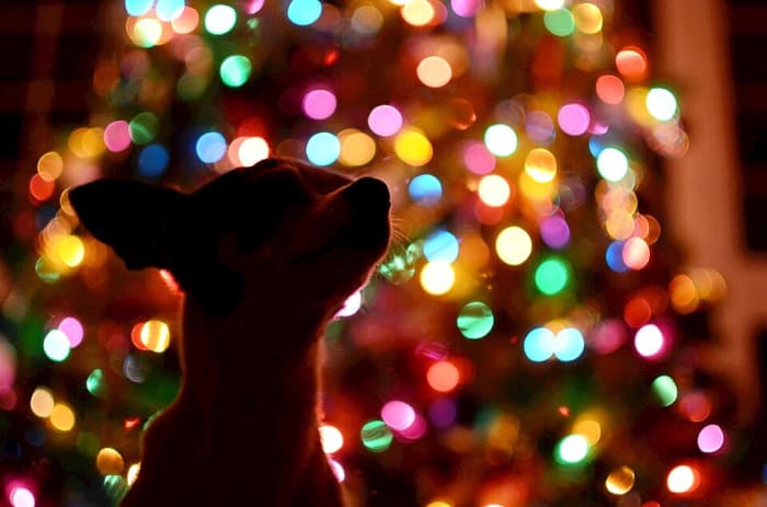 Christmas can be a fun and exciting time for dogs, but it's very important to protect them from dangers.