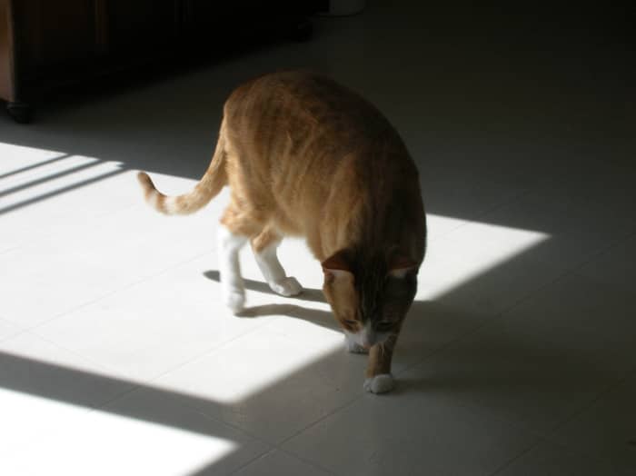 Always confirm that your cat doesn't have any medical problems when it comes to peeing outside the litterbox.