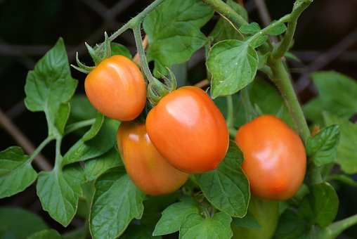 Any kind of plant that is started indoors will need to be hardened off before it is planted outdoors.