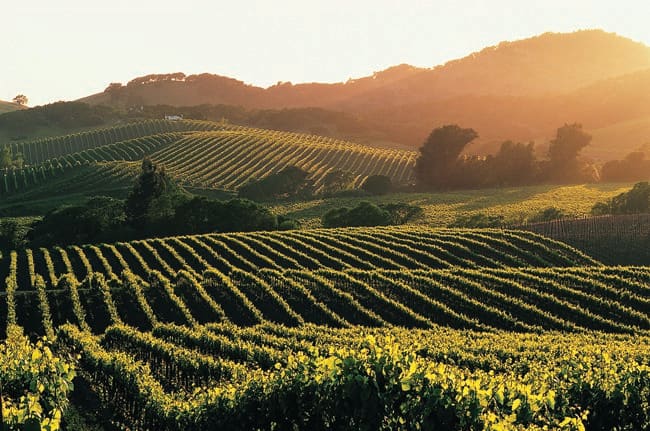 In addition to producing some of the most delicious wines in the world, Napa Valley is stunningly beautiful!